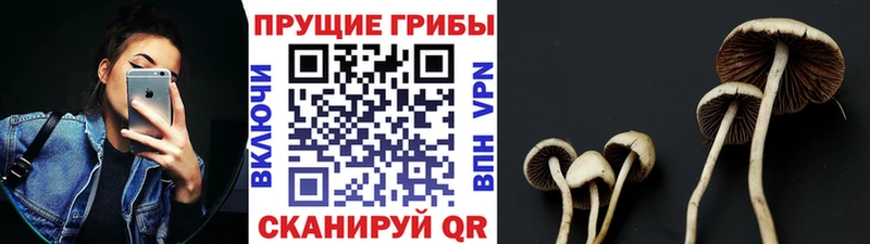 Псилоцибиновые грибы Psilocybine cubensis  Альметьевск 